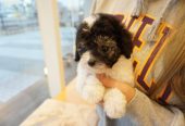 Toy poodle