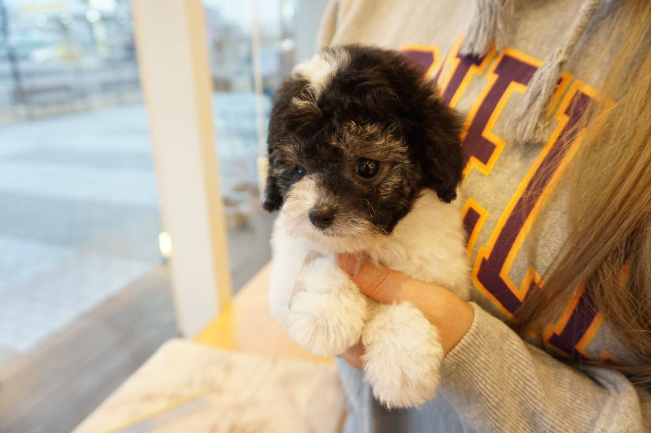 Toy poodle