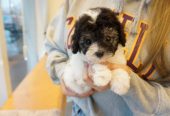 Toy poodle