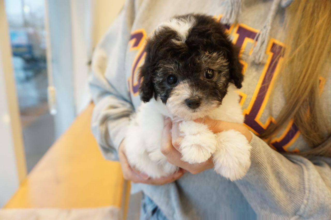Toy poodle