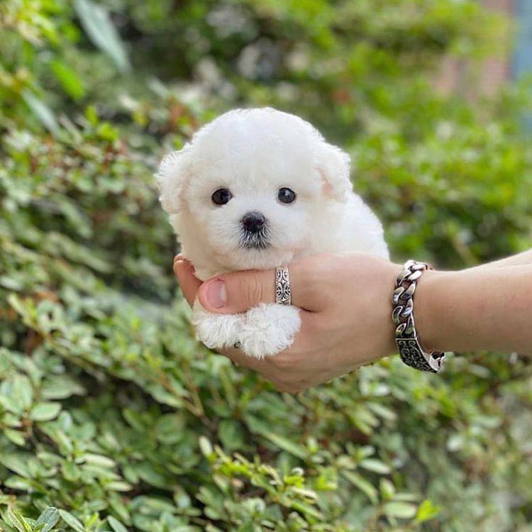 Tea cup poodle