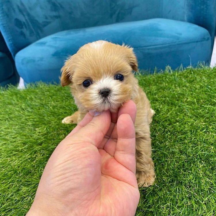 Tea cup poodle