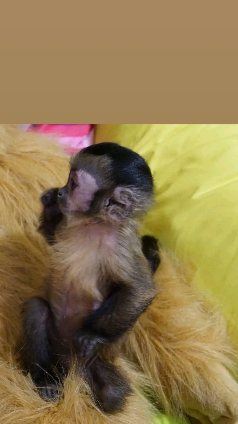 Capuchin Monkeys for sale