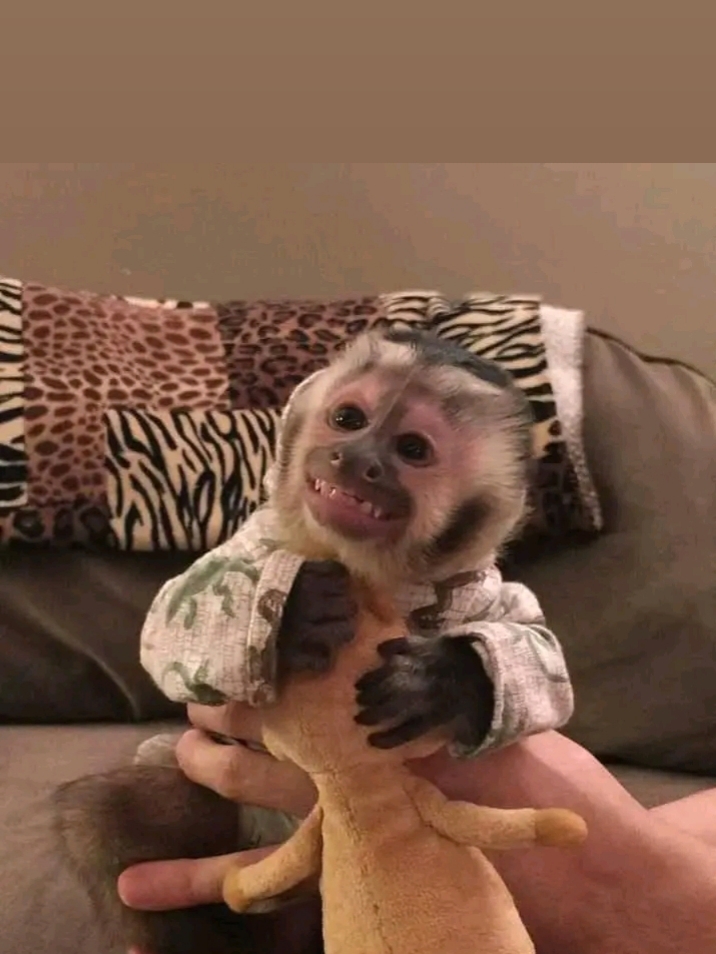 Capuchin Monkeys for sale