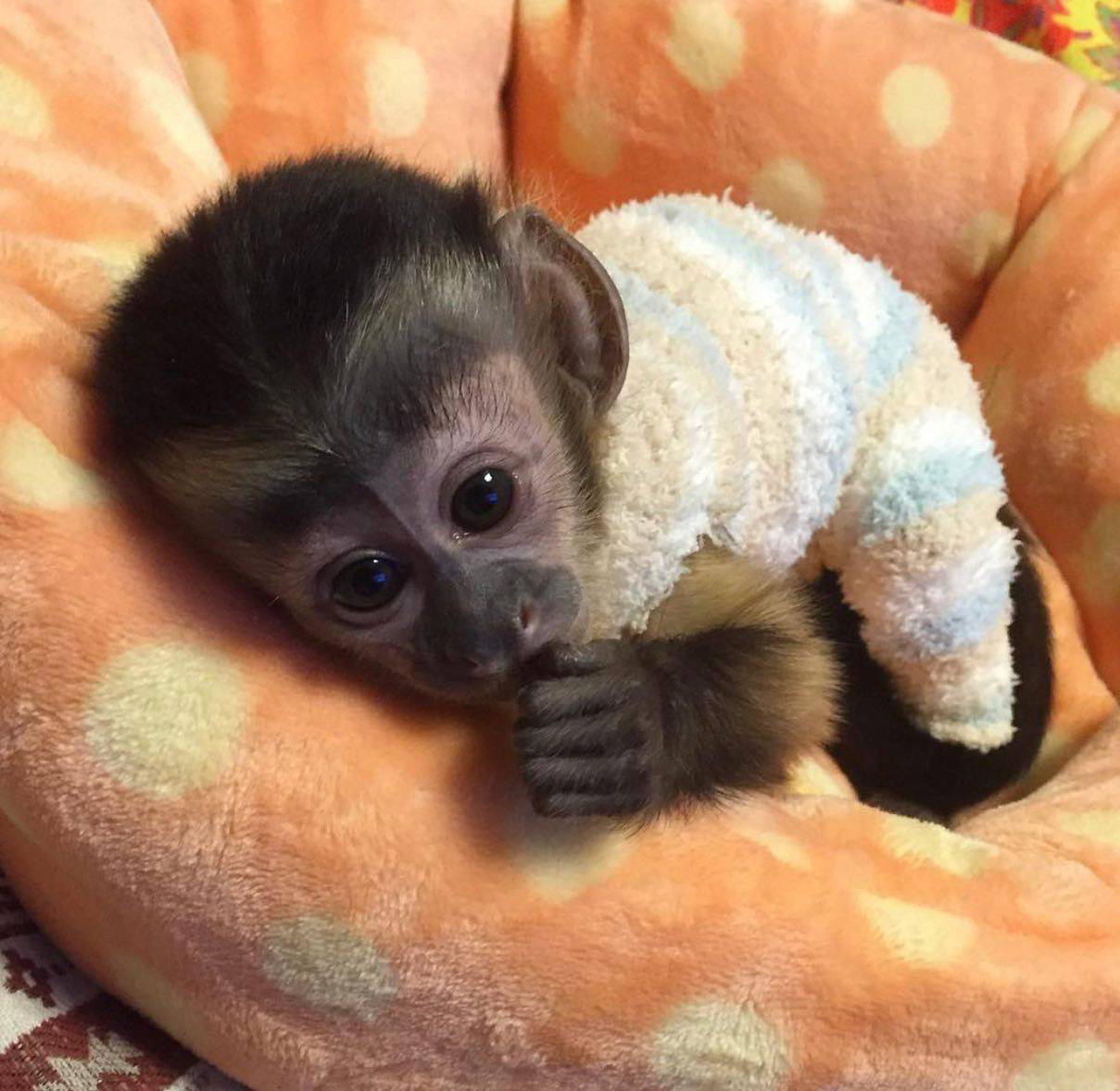 Capuchin monkey for same and marmoset monkey