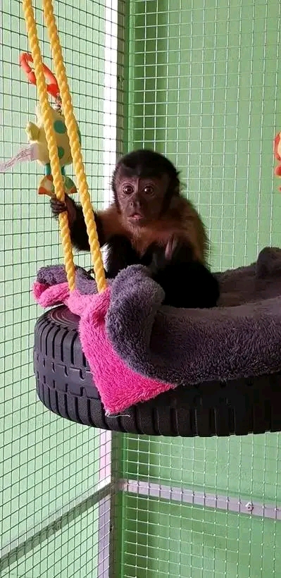 Capuchin Monkeys for sale