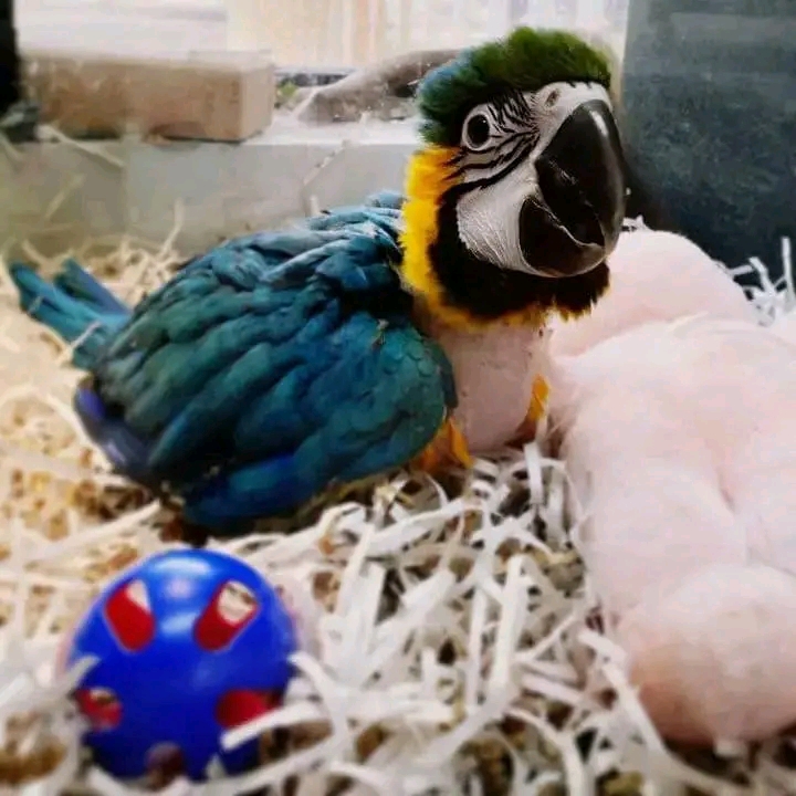 African Grey and macaw parrots
