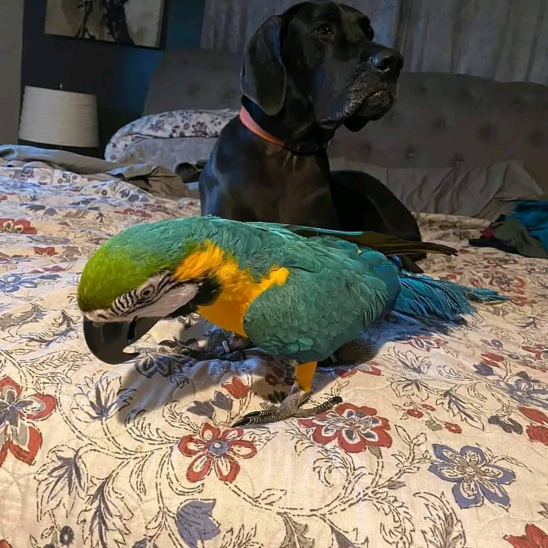 African Grey and macaw parrots