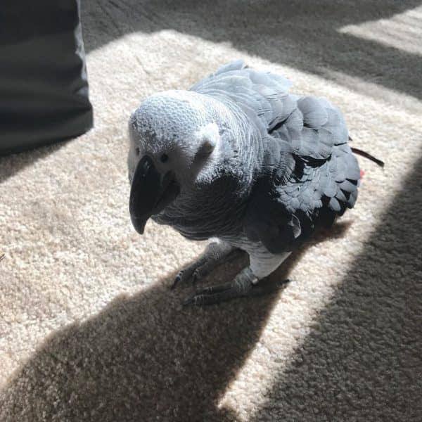 Beautiful African Grey and macaw parrots