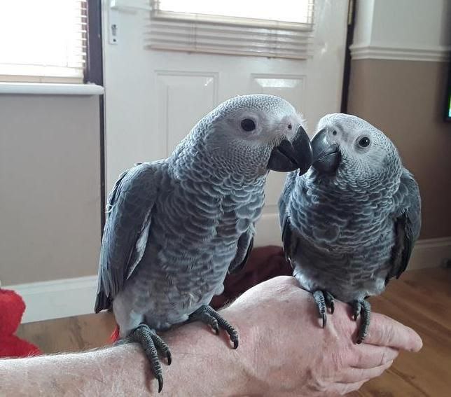 African Grey and macaw parrots
