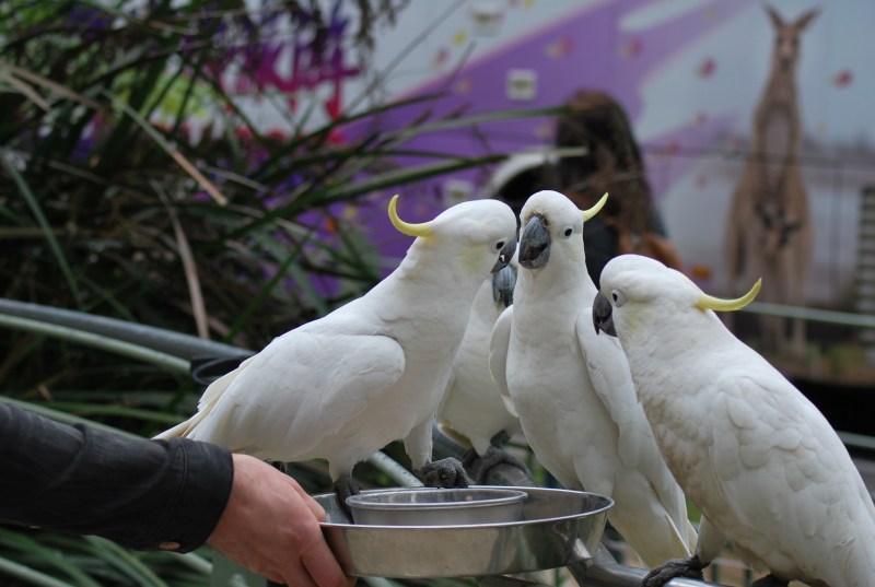 Intelligent Cockatoo Parrots available
