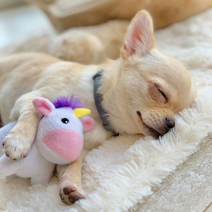 puppies for sale in wales