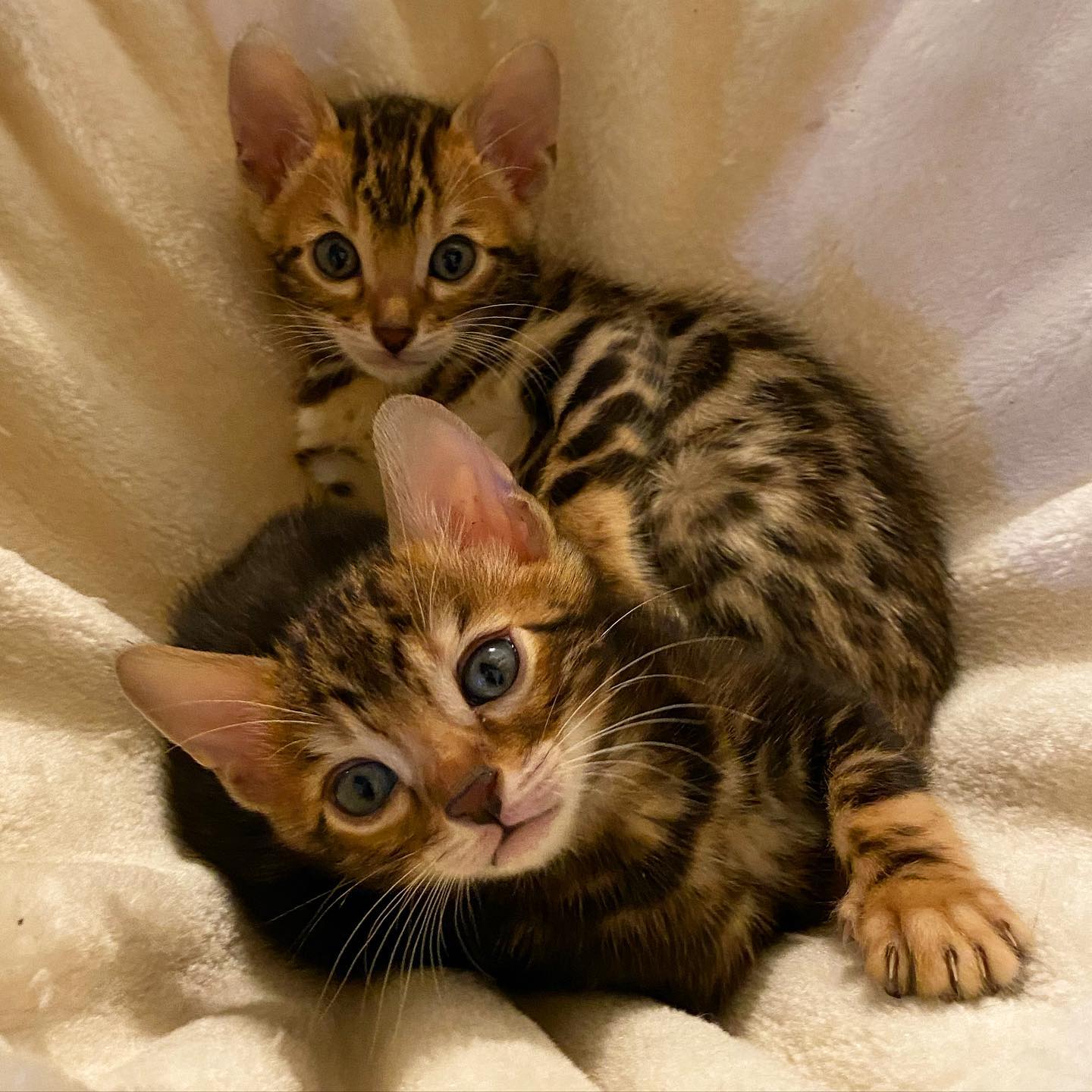 Bengal Kittens