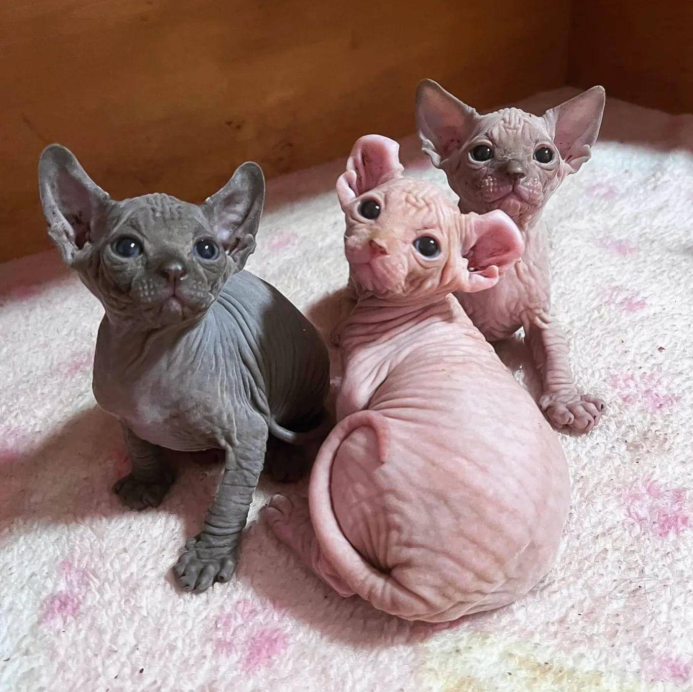 Amazing Sphynx Kittens