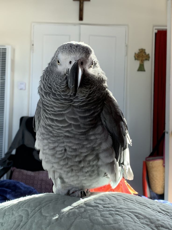 African grey parrot s for sale