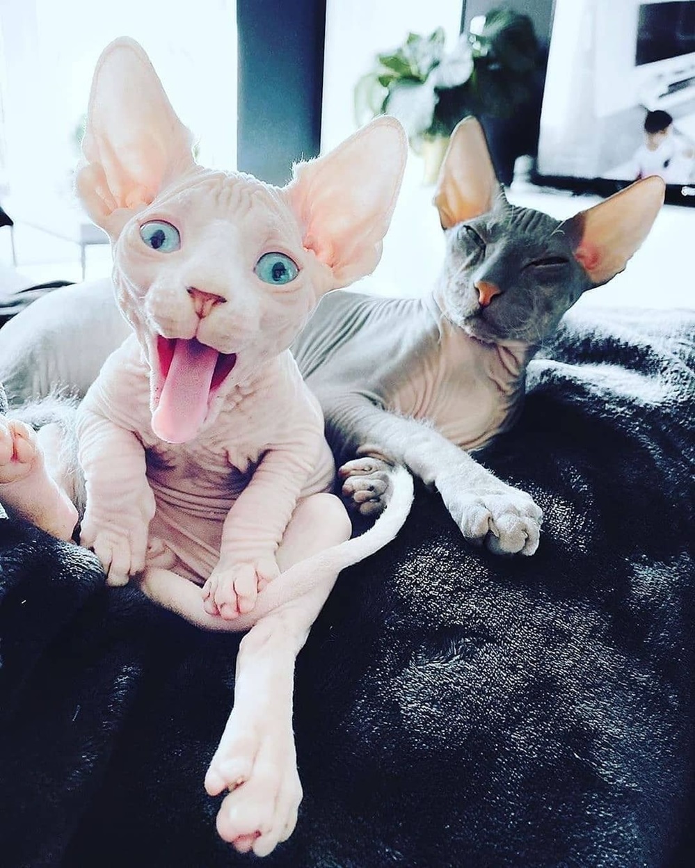 Bold and Wrinkly Sphynx Kittens