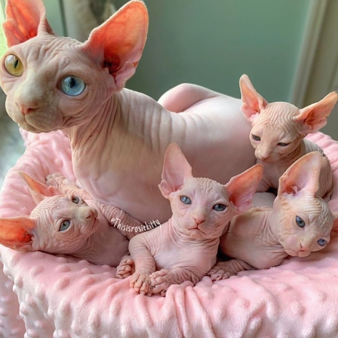 Bold and Wrinkly Sphynx Kittens