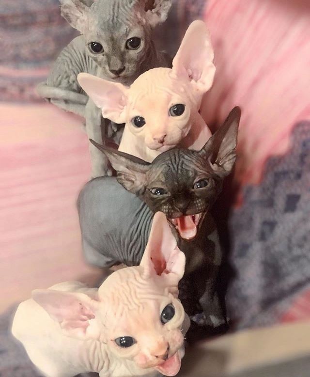 Bold and Wrinkly Sphynx Kittens