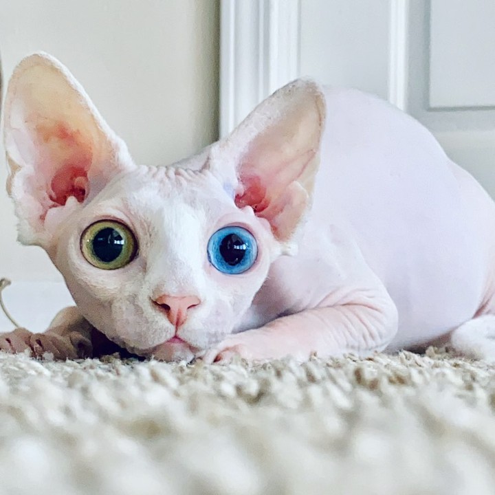 Bold and Wrinkly Sphynx Kittens