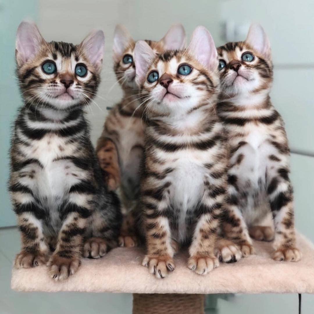 Affectionate Tica Bengal Kittens Now Available