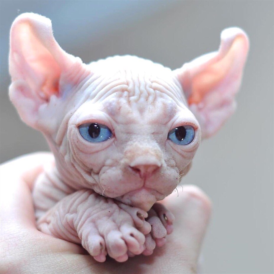 Bold and Wrinkly Sphynx Kittens