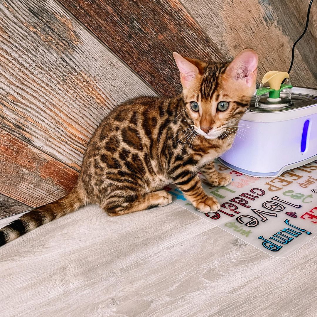 Affectionate Tica Bengal Kittens Now Available
