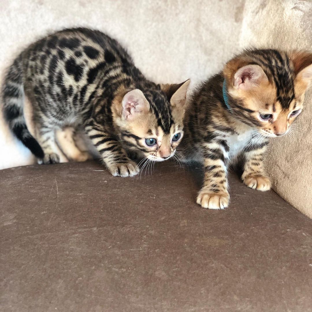 Affectionate Tica Bengal Kittens Now Available