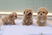 Lovely male and female poodle puppies for adoption.