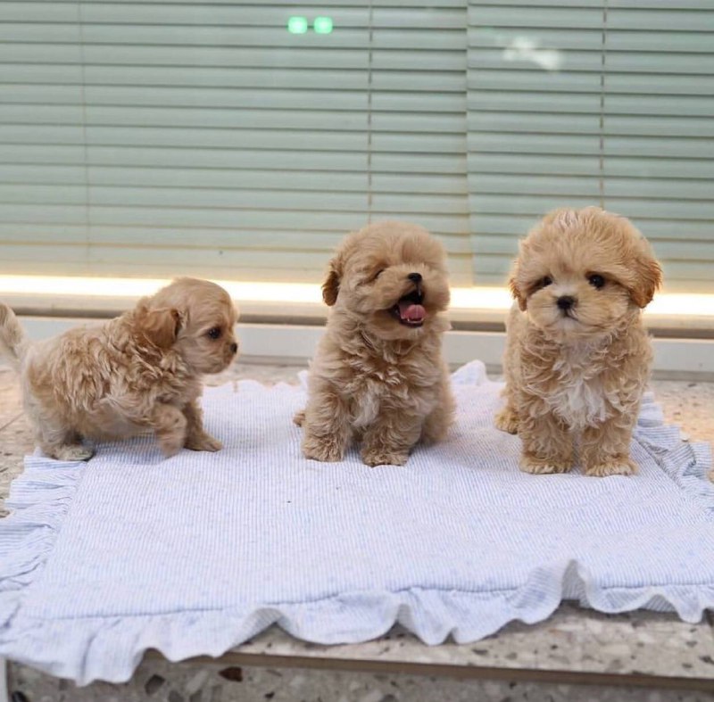 Lovely male and female poodle puppies for adoption.
