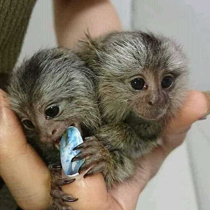 Adorable Marmoset Monkeys