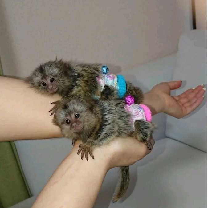 Marmoset monkey bottle babies available