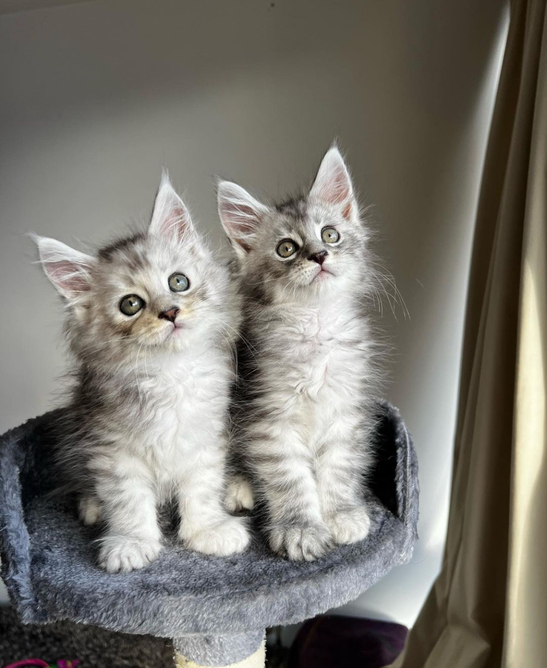 Healthy Maine Coon kittens Looking For New Home