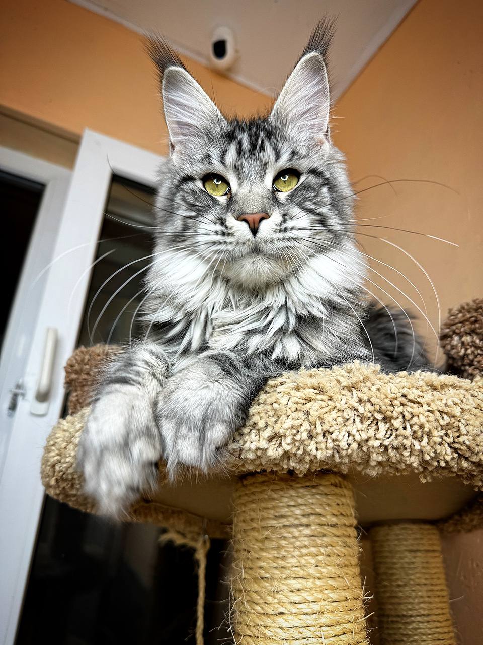 Maincoon kitten