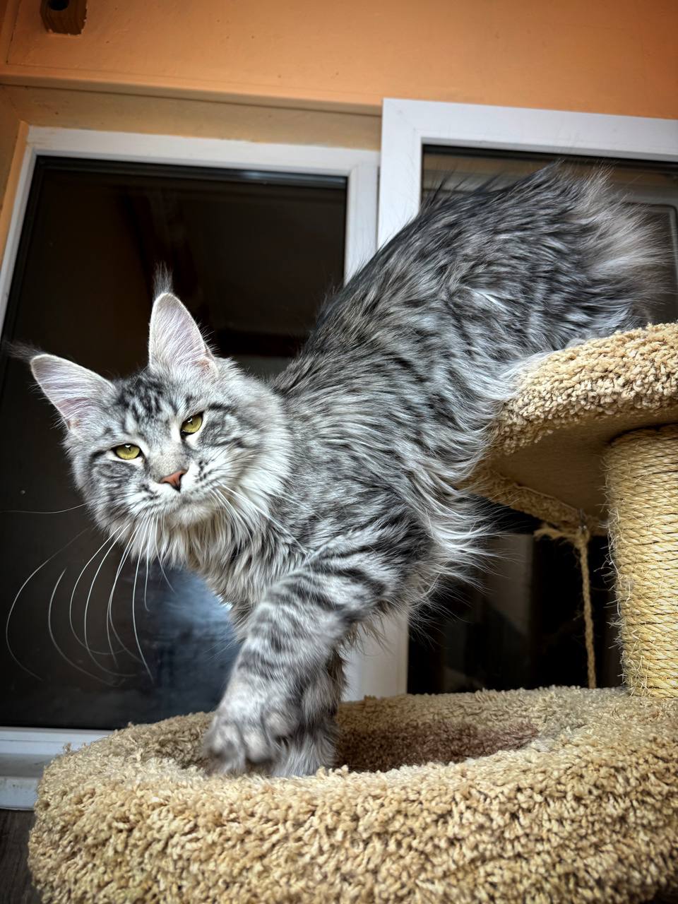 Maincoon kitten