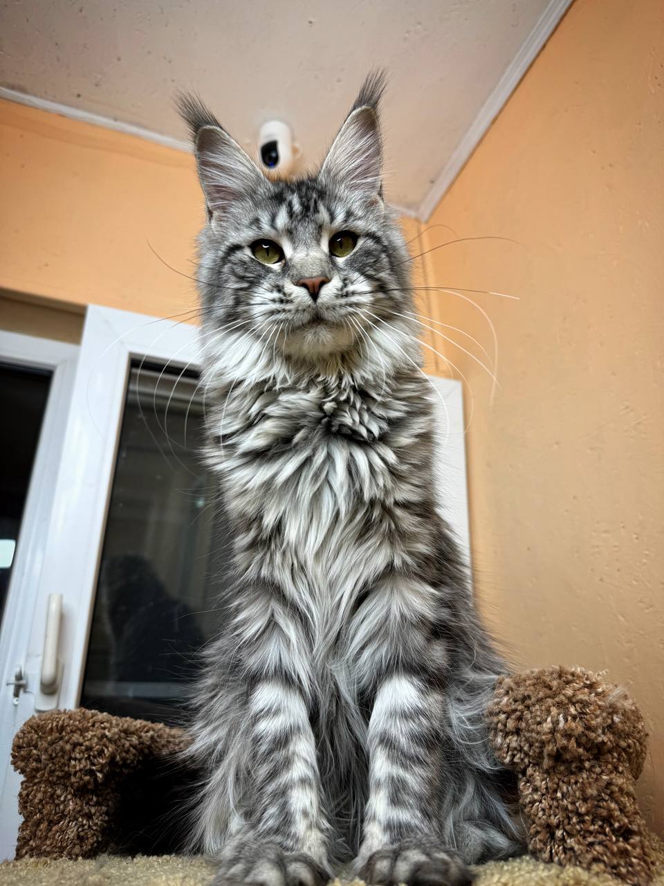 Maincoon kitten