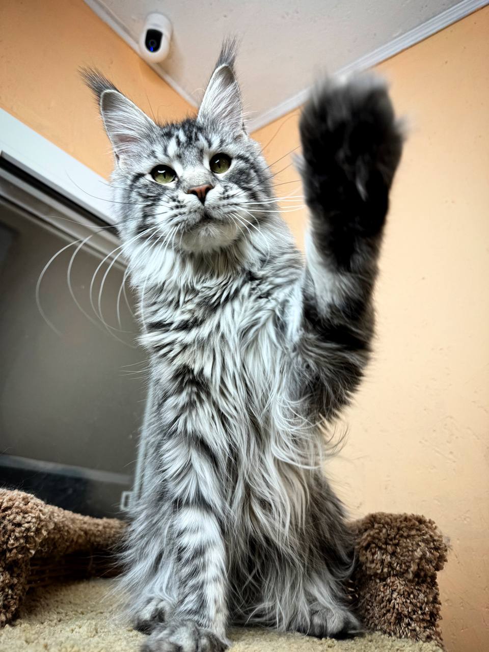 Maincoon kitten
