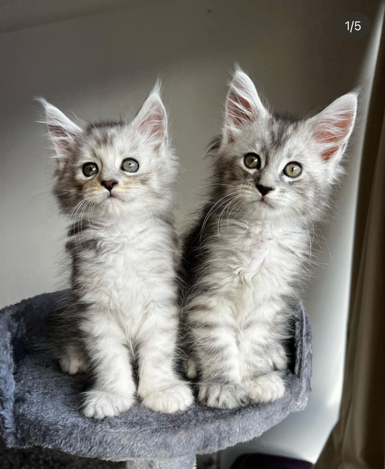 Healthy Maine Coon kittens Looking For New Home