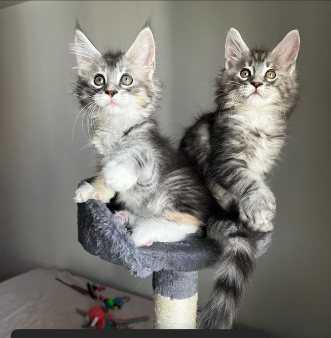 Healthy Maine Coon kittens Looking For New Home