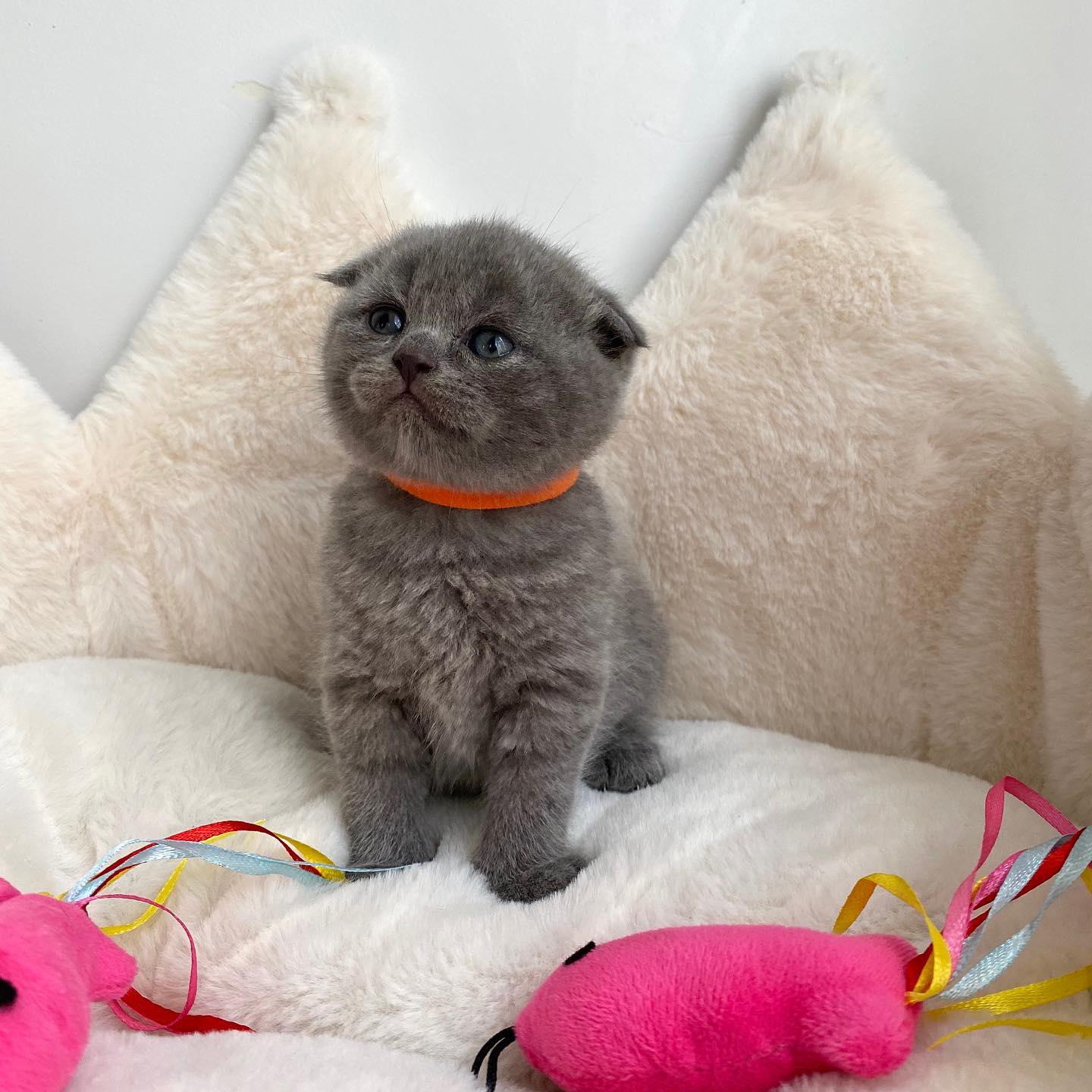 Adorable Scottish Fold Kittens Tica