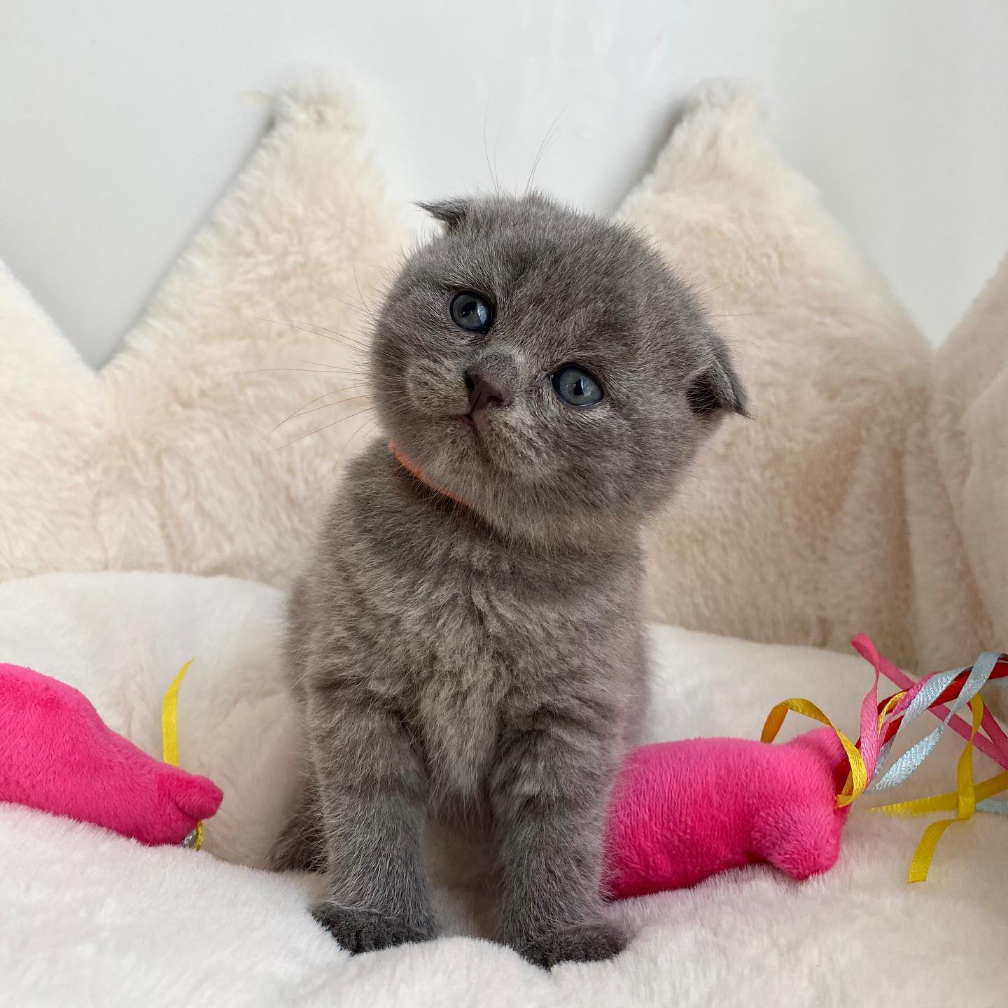 Adorable Scottish Fold Kittens Tica