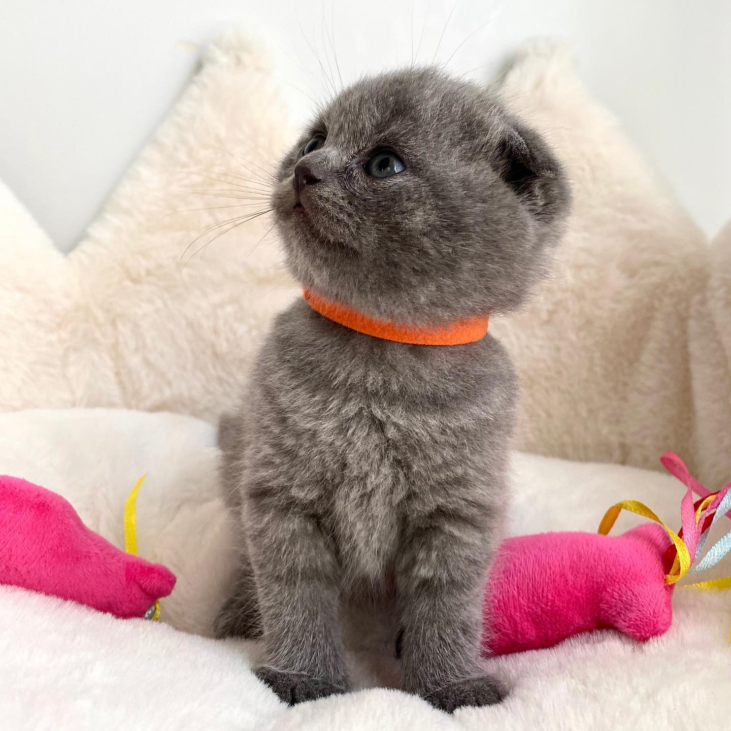 Adorable Scottish Fold Kittens Tica
