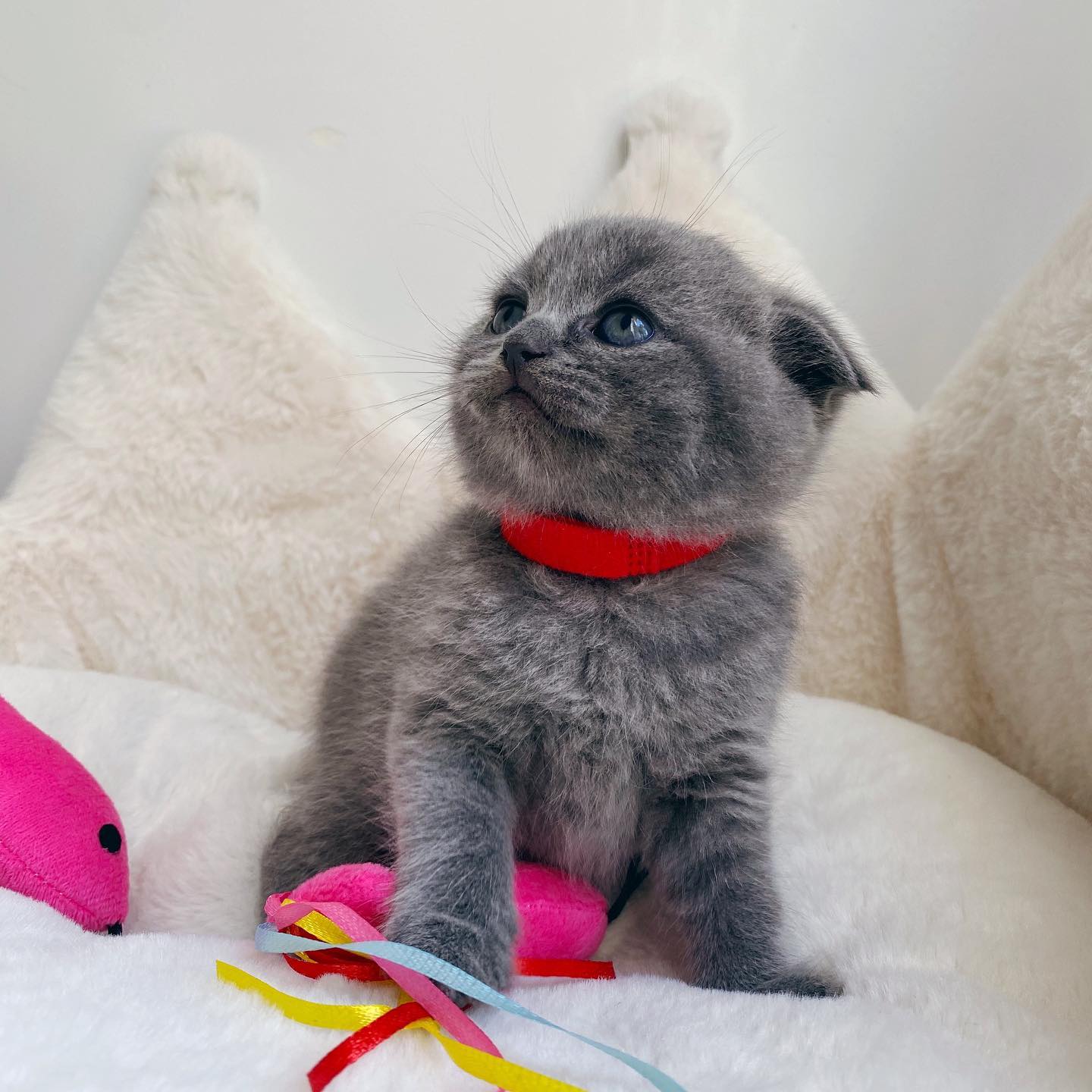 Adorable Scottish Fold Kittens Tica