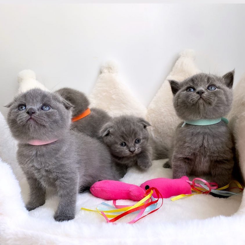 Adorable Scottish Fold Kittens Tica