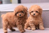Lovely male and female poodle puppies for adoption.