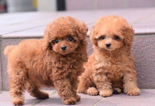 Lovely male and female poodle puppies for adoption.