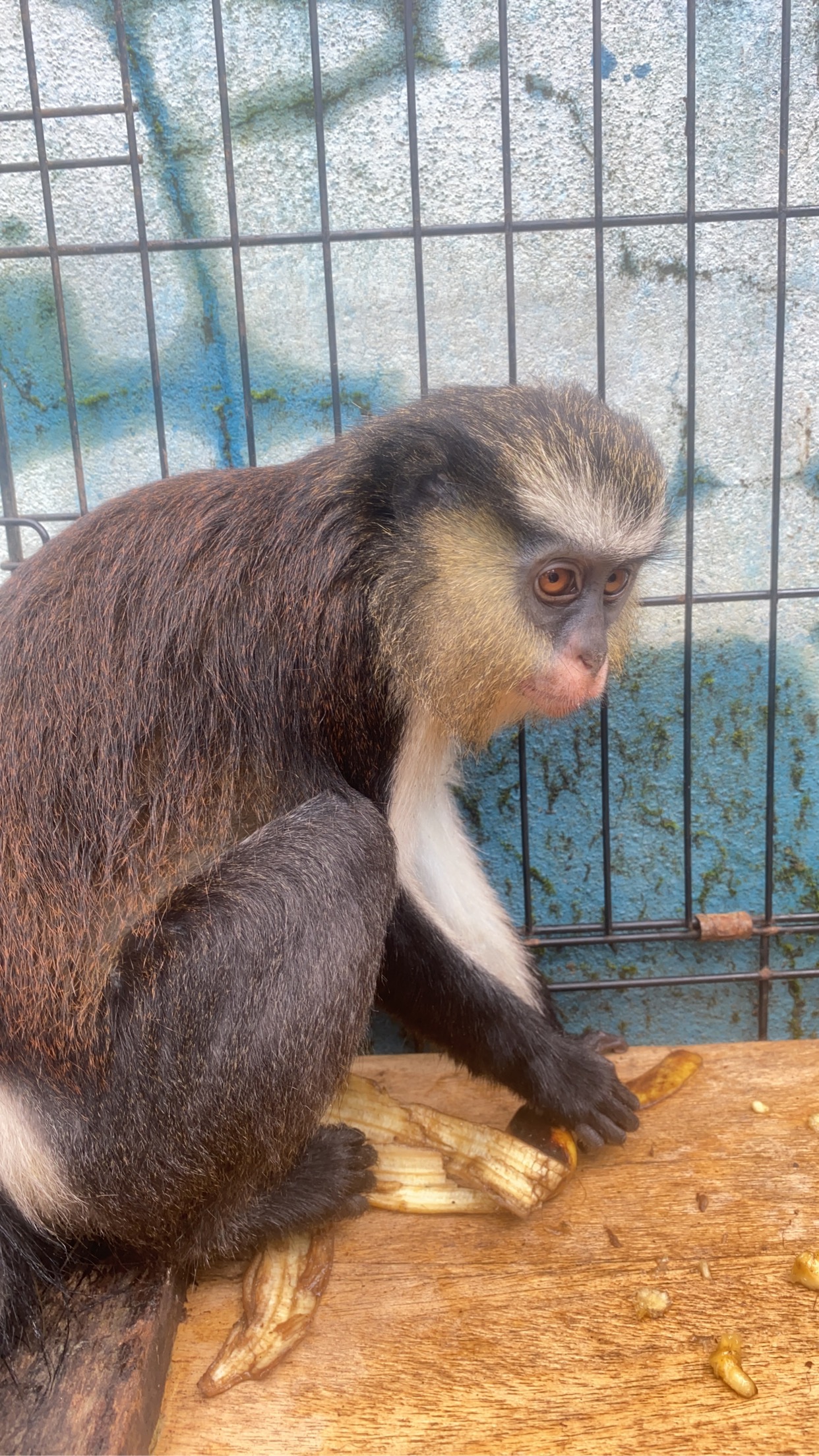 Capuchin monkey for sale
