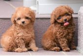 Lovely male and female poodle puppies for adoption.