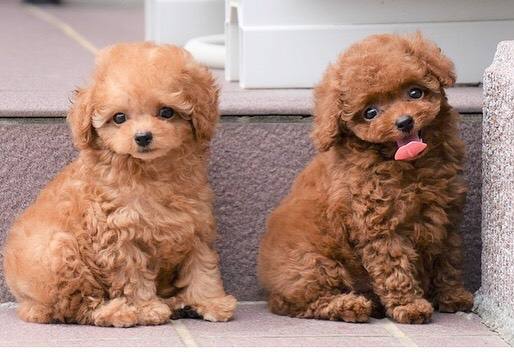 Lovely male and female poodle puppies for adoption.