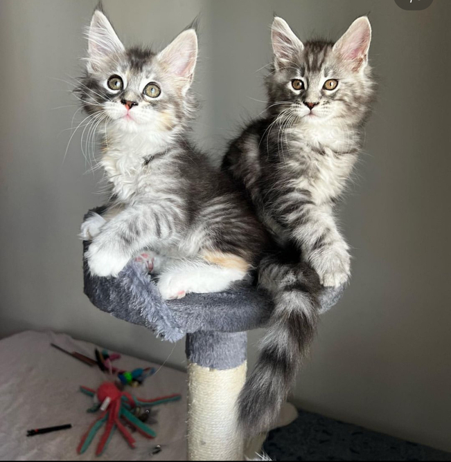 Healthy Maine Coon kittens Looking For New Home