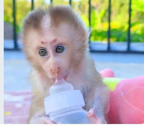 Capuchin monkey for sale WhatsApp me +447465807341